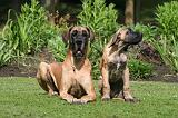 DOGUE ALLEMAND 825